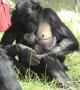 Protective bonobo mother takes care of newborn amid scorching heat at UK zoo