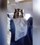 Giant Alaskan malamute spotted accompanying owner on plane in China