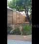 Clever dog picks oranges off tree