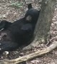 Black Bear Taking a Cat Nap