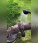 UK man gives his falcon a much needed cold shower as heatwave intensifies