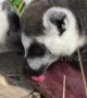 Lemurs lick ice lollies to cool off in the UK heatwave