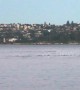 Pod of dolphins spotted swimming off Sydney's harbour