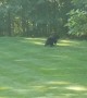 Bears Use Backyard as Wrestling Arena