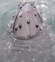 Unbelievable up-close encounter with Humpback Whale