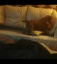 UK bulldog faceplants into couch in while attempting to catch laser light