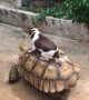 Doggo Takes Turtle for a Ride