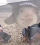 Shark Pigs On The Beach
