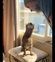 Bengal cat adorably sings along with owner