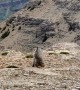 Two Marmots Tangle on Mountain Top