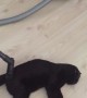 Cleaning Kitty with the Vacuum
