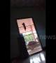 'Spidercat' kitten easily climbs up door at Thai home