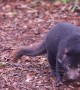 Tasmanian Devils Celebrate a Birthday