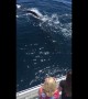 Whales Wave Hello