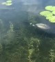Rare Footage of Loon Swimming Underwater