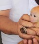 Protected species rescued from illegal online auction in Indonesia