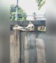 Guilty dog crawls back in through hole in the fence after escaping
