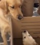 Big bro dog is super excited to meet his new puppy sister