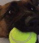 Dog hilariously lets owner know that he\'s ready for playtime