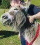 Sweet and friendly donkey can\'t get enough scratches