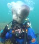 Curious Seal Investigates Diver