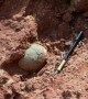 Chinese boy discovers dinosaur eggs on river bank in China's Heyuan