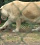 Lion-el Messi! Lioness dribbles ball like a pro at Belgium zoo