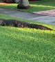 Alligator Strolls Along Sidewalk