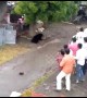 Black bear chased out of Indian village after drinking up 5 litres of kitchen oil