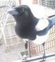 Magpie bird unbelievably laughs just like a child
