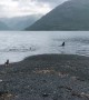 Orcas Come in Close to the Coast