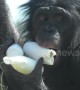 Bonobo apes at Twycross Zoo cool down with ice treats during UK heatwave