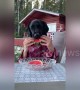 Man-dog can't wait to eat his juicy watermelon