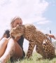 This cheetah is friendlier than your cat