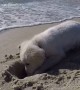 Puppy isn\'t happy after waves fill up newly dug hole