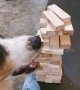Genius dog is Jenga master