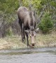 Moose Calf Struggles in Stream