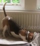 'Tuckered out'  beagle tucks herself into bed
