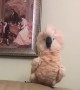 Crazy cockatoo shows off very interesting dance moves