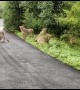 Indian farmer films pride of majestic lionesses crossing road