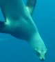 Sea lion attempts scary attack on California diver