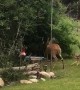 Five Fawns Having Some Frolicking Fun