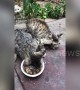 Greedy cat refuses to share food with feline friends in China