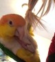 Poor Parrot Takes a Plunge