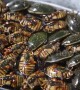 Chinese restaurant serves steamed cockroaches as snacks for customers