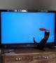 Confused kitten attacks TV fish so aggressively he falls off the stand