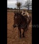 Dog rides horse