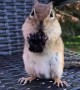 Chipmunk Devours Delightful Berry