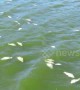 Thousands of fish found dead in Brazilian lagoon under mysterious circumstances