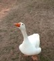 Gorgeous Goose Comes When Its Called